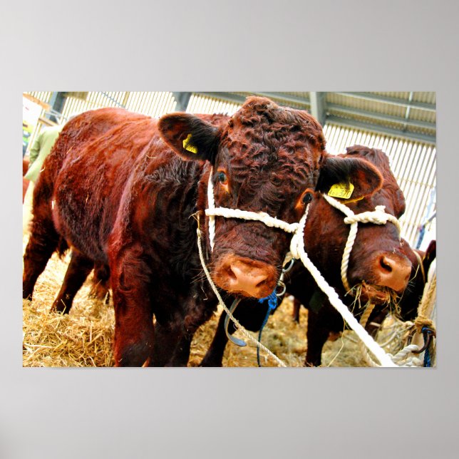 Pedigree Red Ruby Devon Cow Poster (Framsidan)