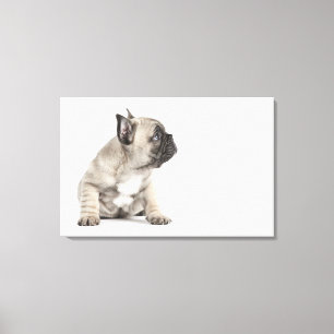 Pedigree valp canvastryck