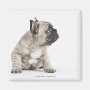 Pedigree valp magnet