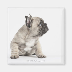 Pedigree valp magnet