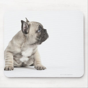 Pedigree valp musmatta