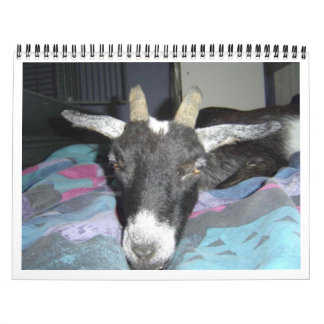 Pedro 2009 kalender
