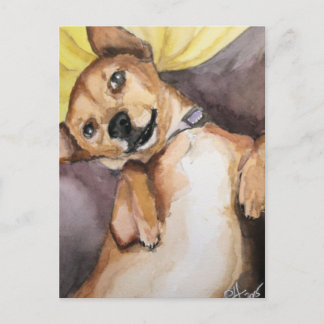 Pedro the Chiweenie Vykort
