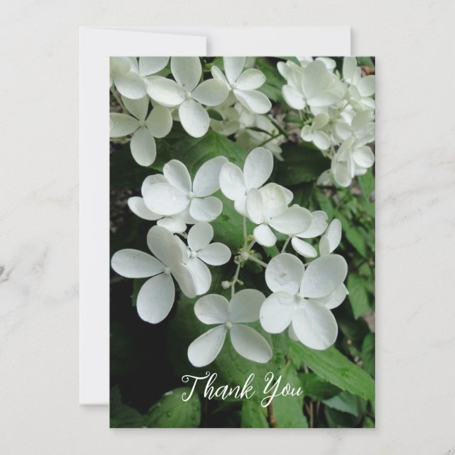 Pee Gee Hydrangea White Flowers Blank Flat Kort (Framsida)