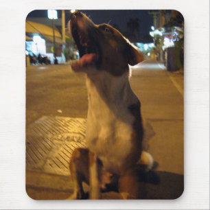 Pee Mai ... Soi Hund, Thailand Musmatta