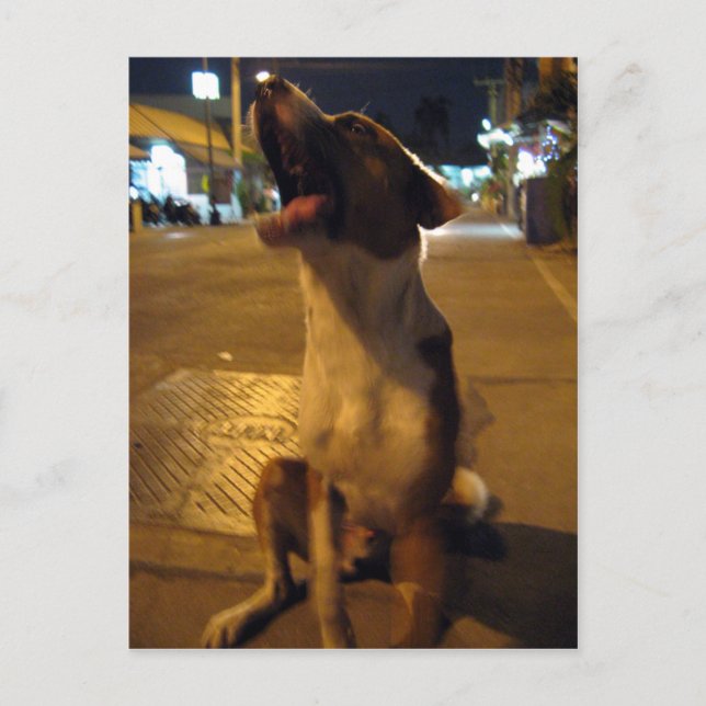 Pee Mai ... Soi Hund, Thailand Vykort (Framsida)