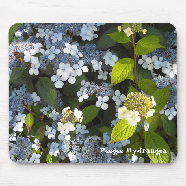 Peegee Hydrangea Musmatta (Framsidan)