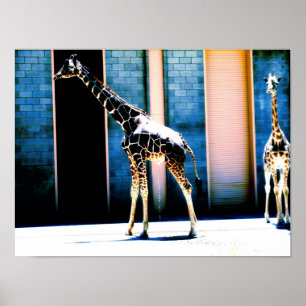 Peeing giraff poster