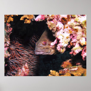 Peek a a Boo Grouper Poster