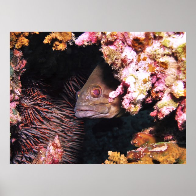 Peek a a Boo Grouper Poster (Framsidan)