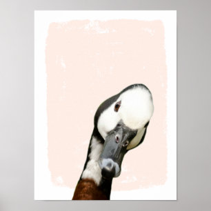 Peek a boo anka plantskolor poster