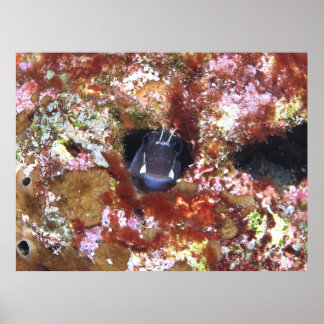 Peek a Boo Blenny Poster