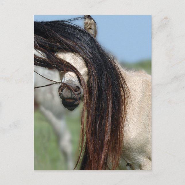Peek-a-Boo Colt Vykort (Framsida)