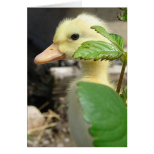 Peek-A-Boo Duckling Hälsningskort
