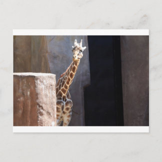 Peek-a-boo giraffe vykort