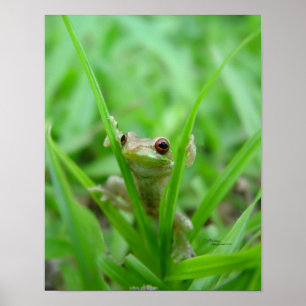 Peek A Boo grog Poster