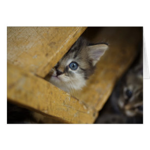 Peek-A-Boo Hälsningskort