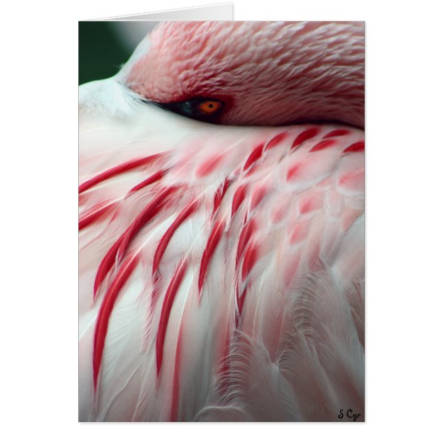 Peek a Boo Hälsningskort (Framsidan)