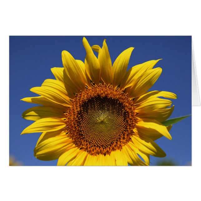 Peek a boo hälsningskort (Framsidan Horizontal)