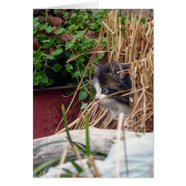 Peek-a-Boo Hälsningskort (Framsidan)