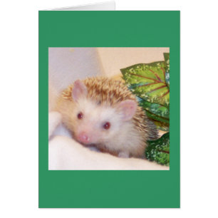 Peek a boo hedgehog hälsningskort