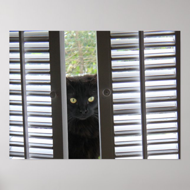 Peek-a-Boo Kattunge, Katt i fönstret Poster (Framsidan)