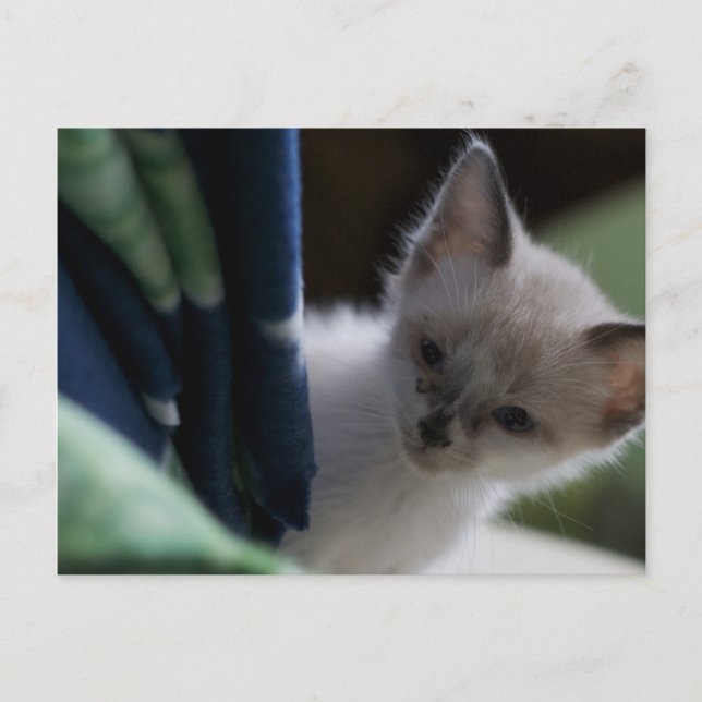 Peek-a-Boo Kitten Postcard Vykort (Framsida)