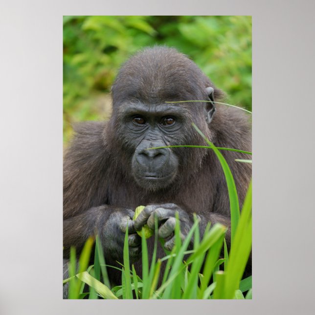 Peek-a-Boo med Baby Gorilla Poster (Framsidan)