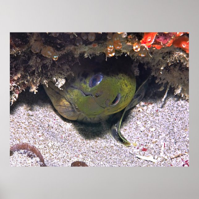 Peek a Boo Moray Poster (Framsidan)