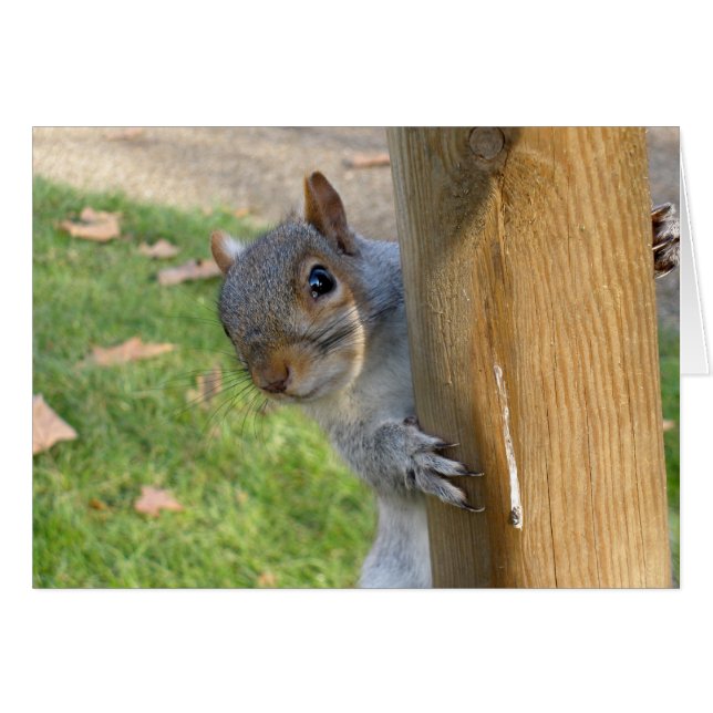 Peek-a-Boo! OBS Kort (Framsidan Horizontal)