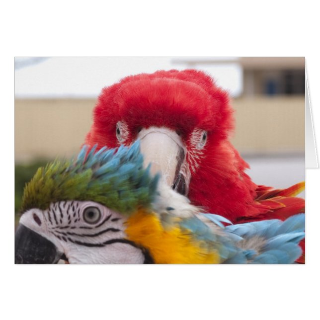 Peek a Boo OBS Kort (Framsidan Horizontal)