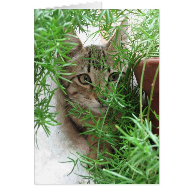 Peek-a-boo! OBS Kort (Framsidan)