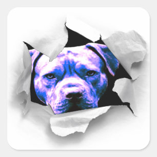 Peek A Boo Pit Bull Fyrkantigt Klistermärke