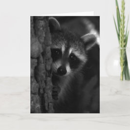 Peek-a-Boo Raccoon Kort