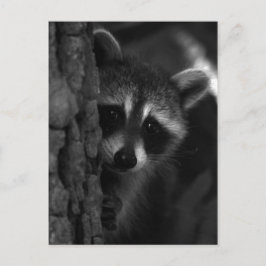 Peek-a-Boo Raccoon Vykort