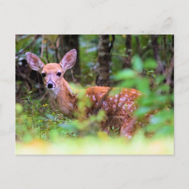 Peek-a-Boo - Sprit Fawn in the Brush - Vykort (Framsida)