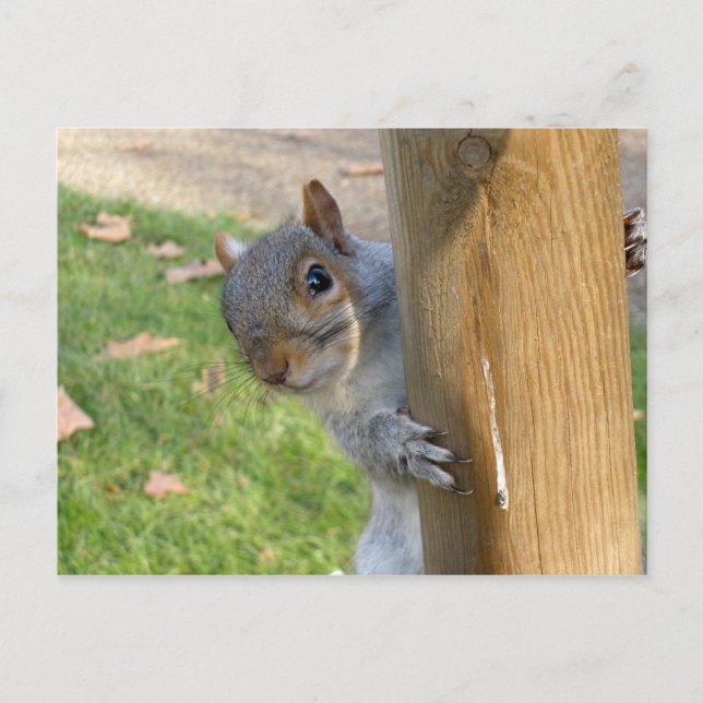 Peek-a-Boo! Vykort (Framsida)