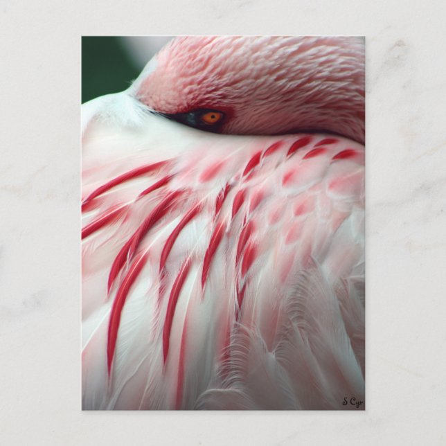 Peek a Boo Vykort (Framsida)