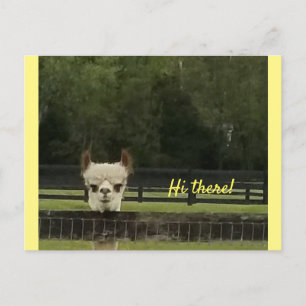 Peekaboo alpaca vykort