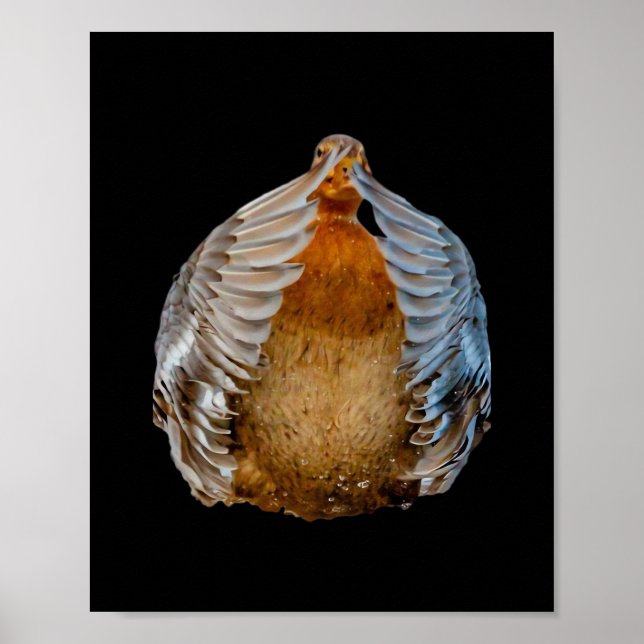 Peekaboo Anka Poster (Framsidan)