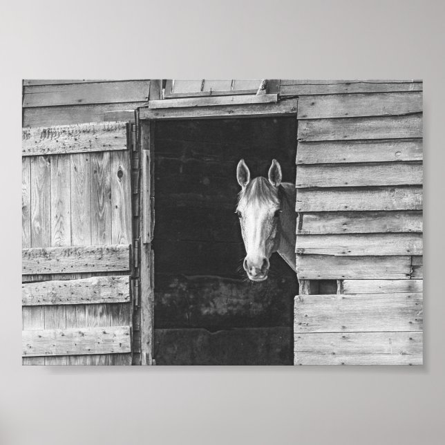 Peekaboo Horse & Barn Black and White Poster (Framsidan)