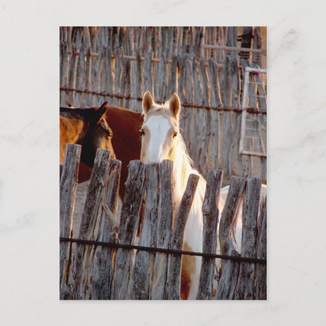 Peekaboo Paint Vykort (Framsida)