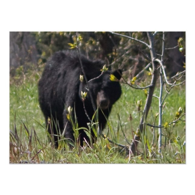 Peeking Bear Fototryck (Framsidan)