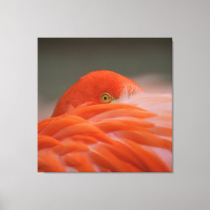 Peeking Flamingo Canvastryck
