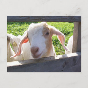 Peeking Goat Postcard Vykort