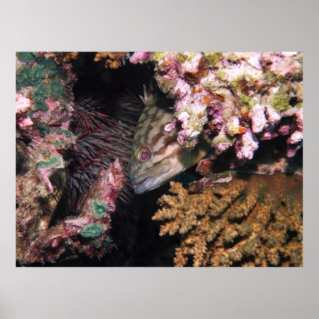 Peeking Grouper Poster (Framsidan)