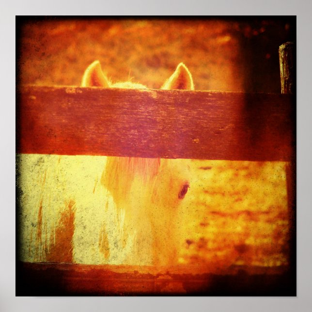 Peeking Horse Poster (Framsidan)