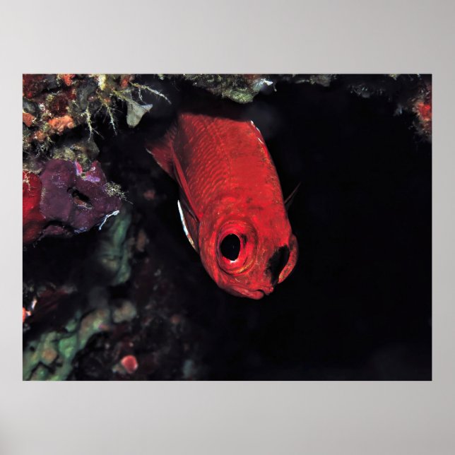Peeking Kardinalfish Poster (Framsidan)