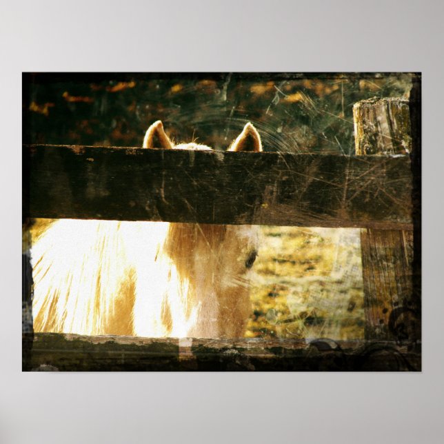 Peeking Palomino Poster (Framsidan)