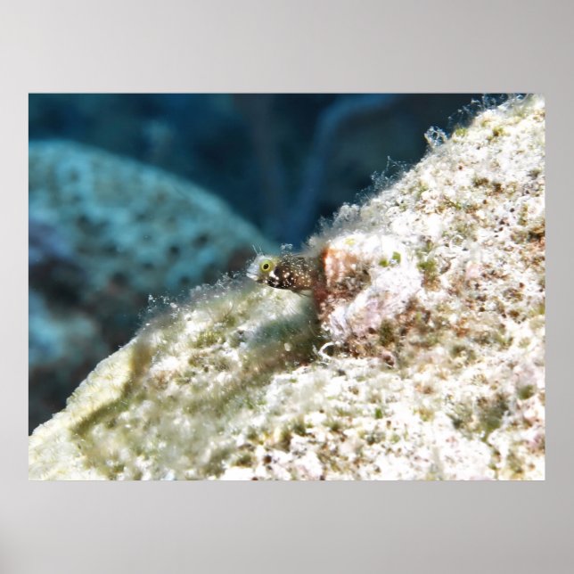 Peeking Secretary Blenny Poster (Framsidan)